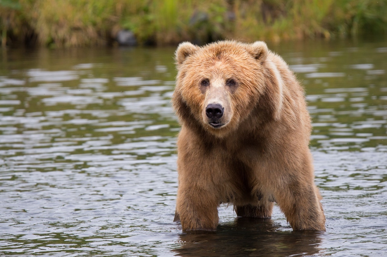 Don’t mess with the bear: Stop with the sexism