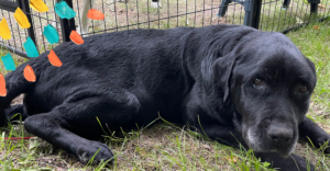 Old black lab laying on the ground