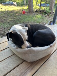 White and black pitbull curled up in a tiny bed
