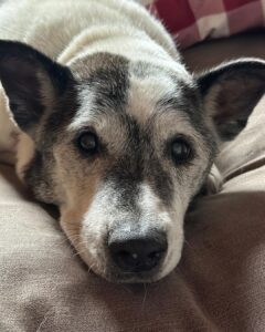 Twyla sleeps